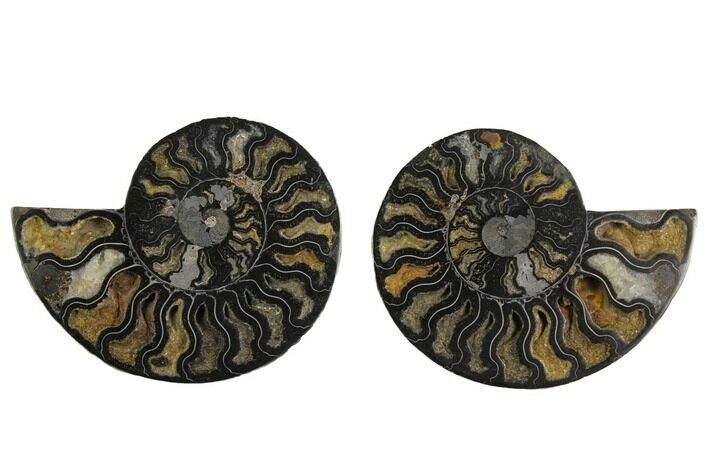Cut/Polished Ammonite Fossil - Unusual Black Color #132697
